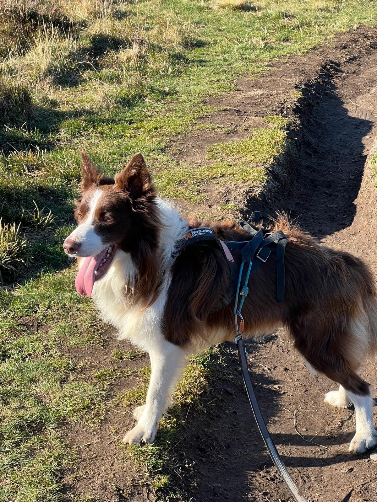 L'équipement Non-stop dogwear de mon chien